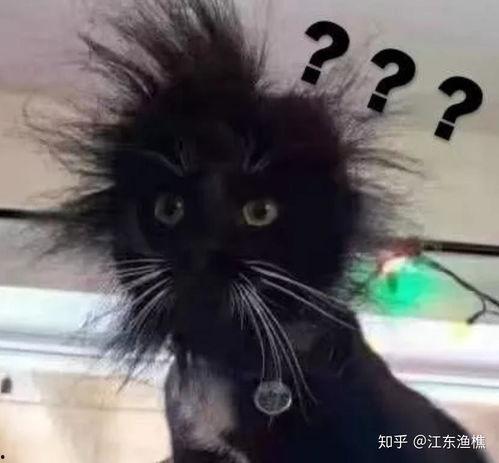 好奇害死猫吃搅瓜,吃搅瓜引发的意外趣事