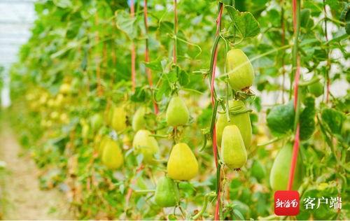 网名叫吃瓜,揭秘网络世界的“瓜田”趣事