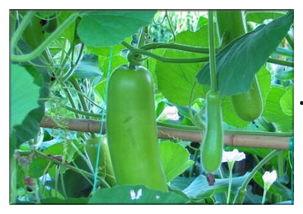 瓠子瓜怎么吃有毒,揭秘安全食用指南