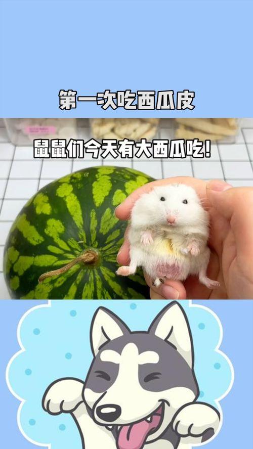 钱鼠吃瓜,揭秘财富与悠闲的奇妙融合