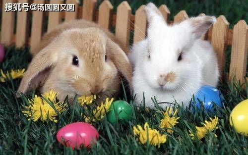 兔子吃瓜完整视频,萌宠趣味瞬间大盘点