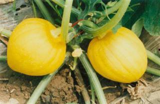 奶栗吃瓜视频,揭秘网红美食背后的故事