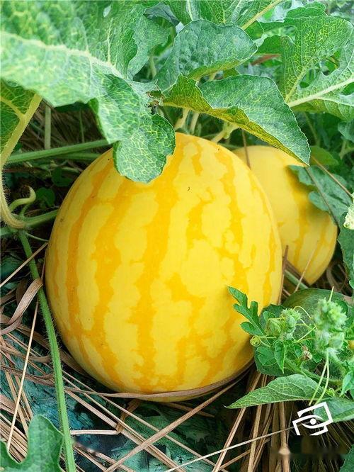 海软吃瓜,揭秘娱乐圈幕后故事