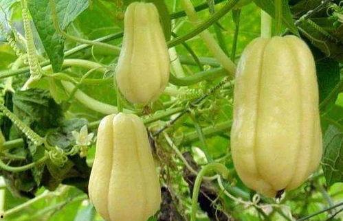 月子管吃小白瓜吗,月子期间小白瓜的营养益处与食用指南