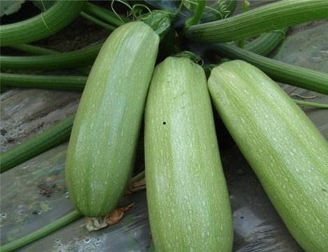 好多瓜怎么吃,解锁“好多瓜”的正确食用指南